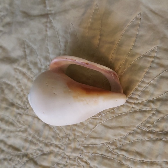 Sea shell - Picture 3 of 4